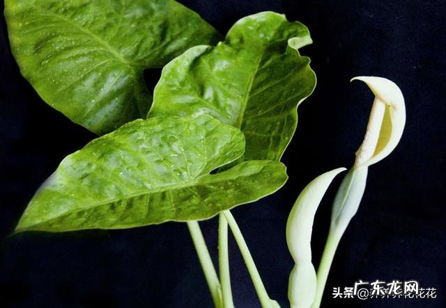 滴水观音好养吗？需要施肥吗？