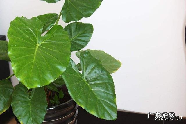 滴水观音好养吗？需要施肥吗？