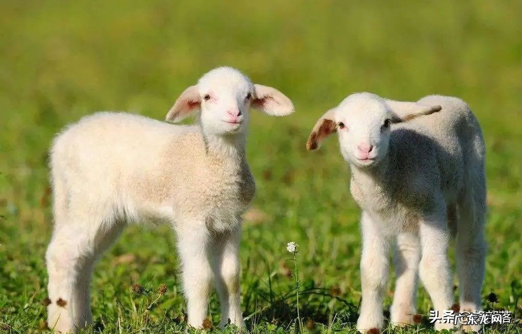 种养殖项目名称 农业种植养殖项目