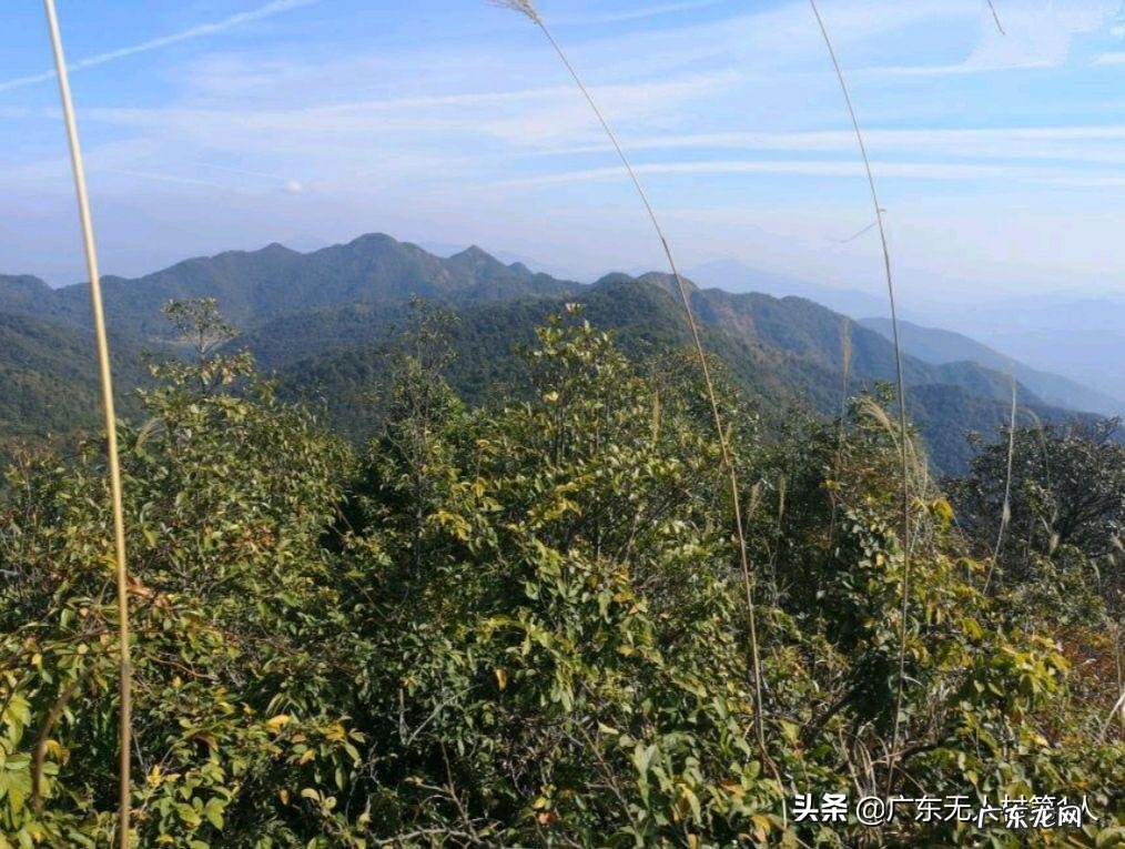 仙庾岭 八仙岭风水