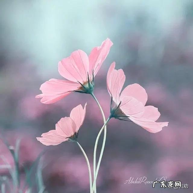 夫妻之间没有感情，还能继续下去吗？