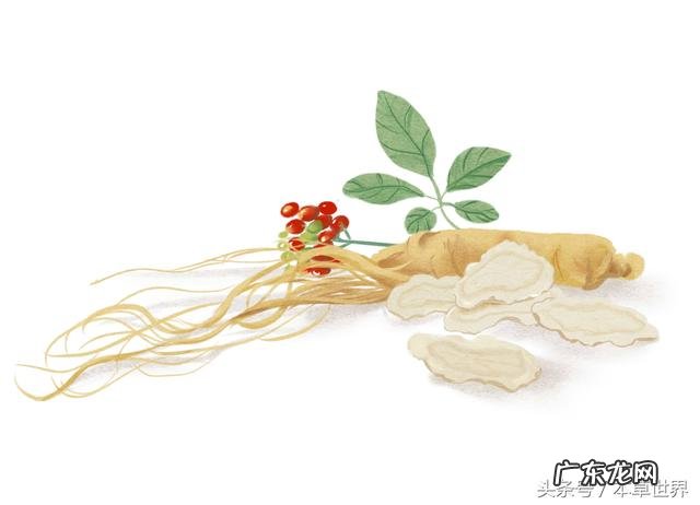 人参泡茶喝有什么好处?