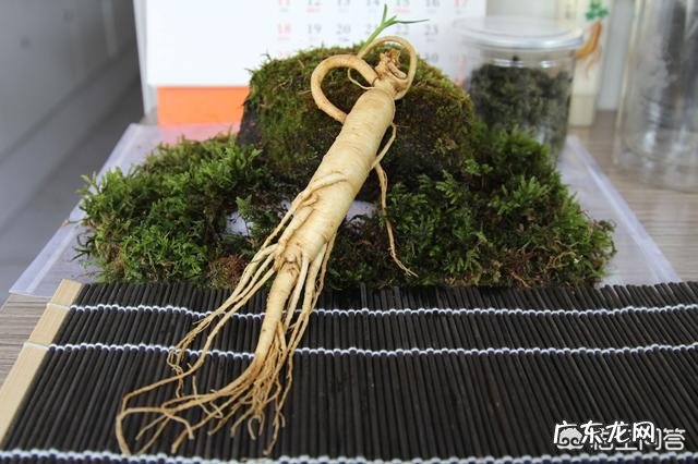 人参泡茶喝有什么好处?