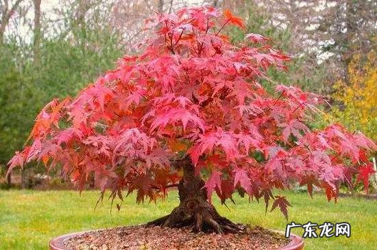 可见一斑造句简单一点 用可见一斑造句子