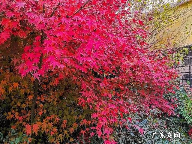 可见一斑造句简单一点 用可见一斑造句子