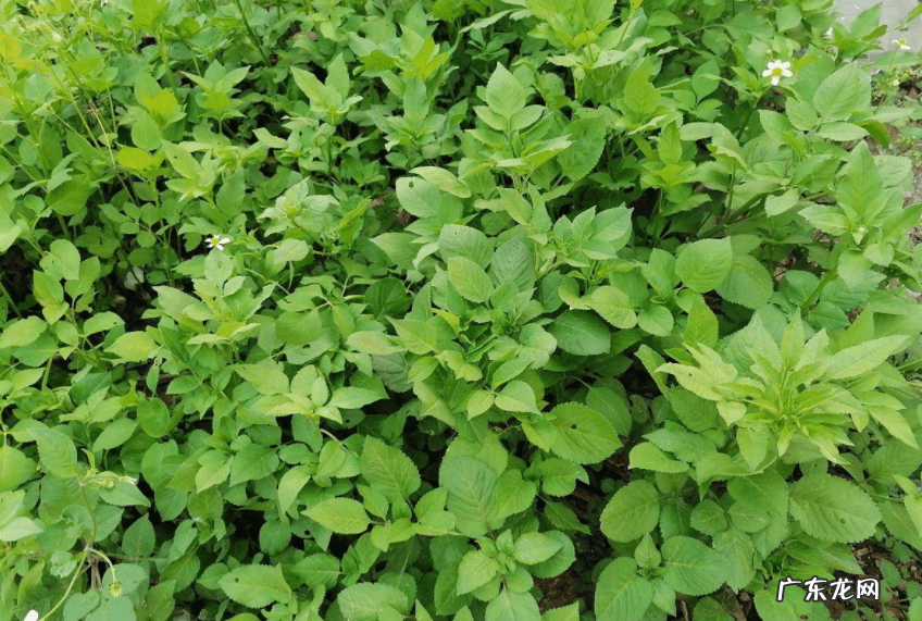 鬼针草可以泡水喝吗 鬼针草泡水喝的功效与作用