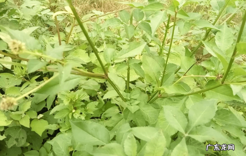 鬼针草可以泡水喝吗 鬼针草泡水喝的功效与作用