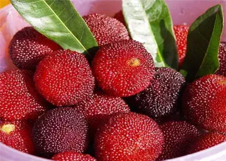 杨梅酒的制作方法及功效