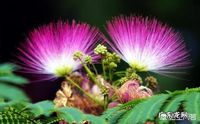 合欢在每年几月份开花?怎么样种植?