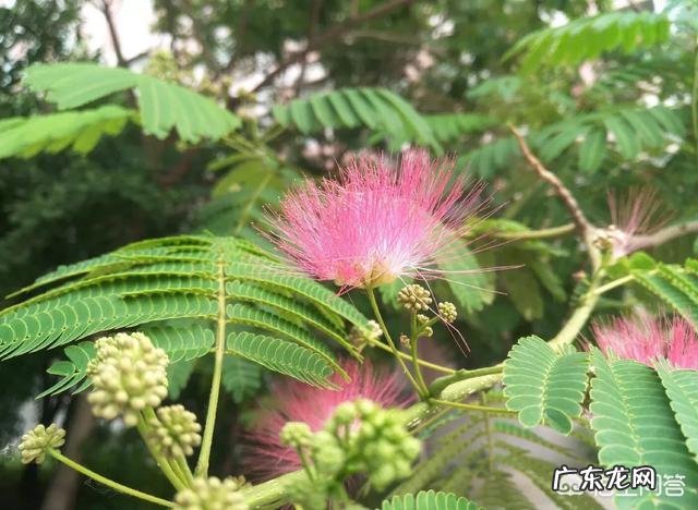 合欢在每年几月份开花?怎么样种植?