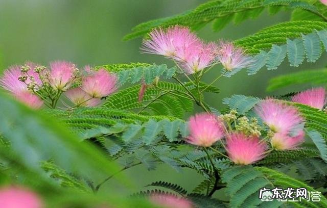 合欢在每年几月份开花?怎么样种植?