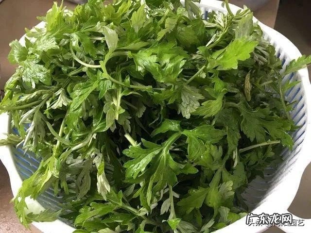 阳台种盆艾草能“驱蚊辟邪” 艾草种家里阳台好不好风水