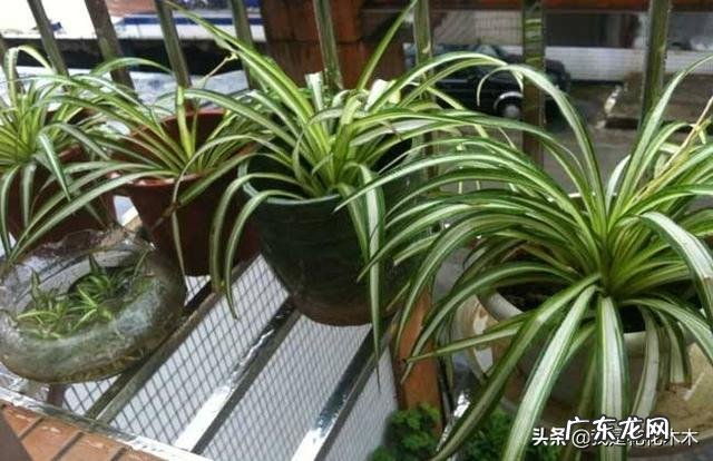 金边吊兰怎样配土?