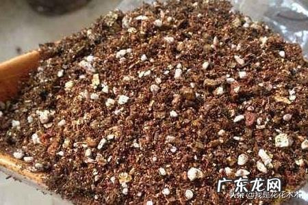 金边吊兰怎样配土?