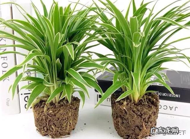 金边吊兰怎样配土?