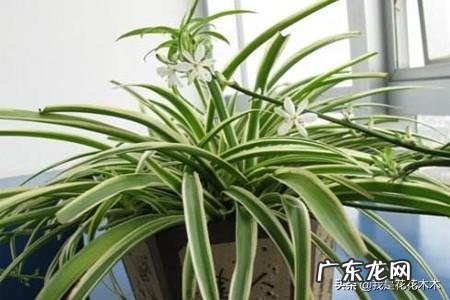 金边吊兰怎样配土?