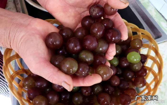 自制红葡萄酒怎么做 怎样自制葡萄酒?