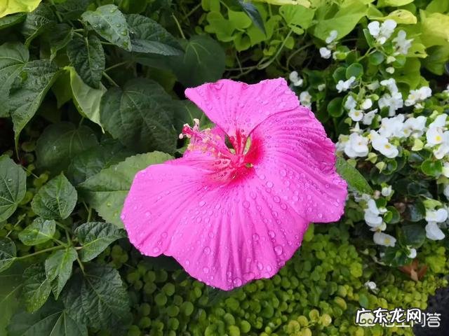 办理出生证明需要哪些材料?