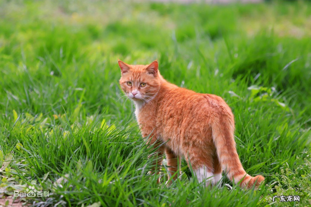 什么猫是橘猫