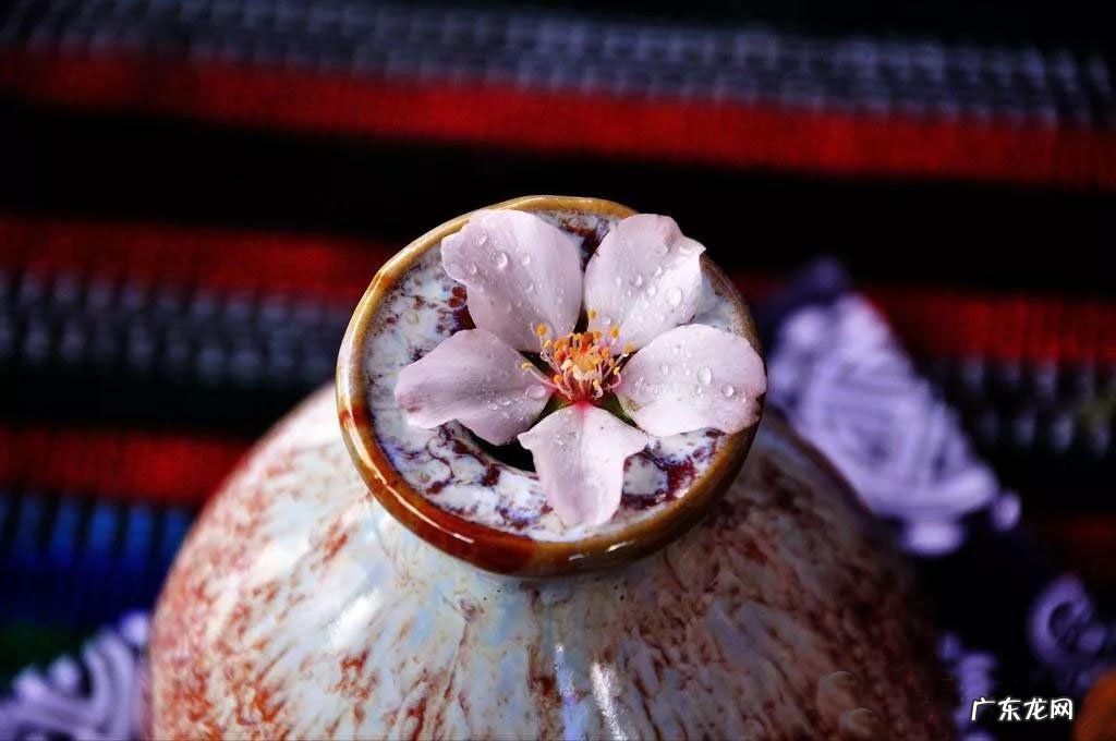 酿酒技术:教你做美酒桃花糯米酿 酿桃花