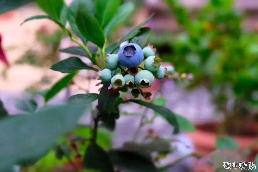 家里种棵果树风水特好 家里阳台种蓝莓破坏风水