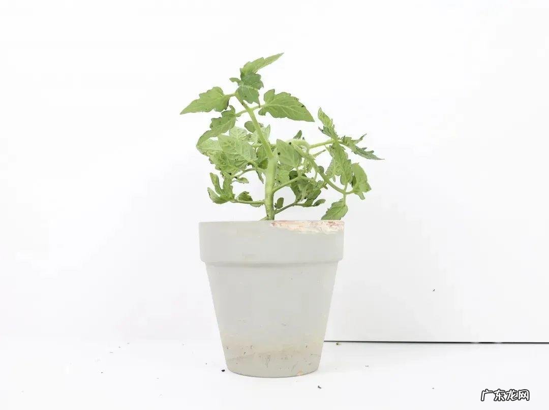 家里种棵果树风水特好 家里阳台种蓝莓破坏风水