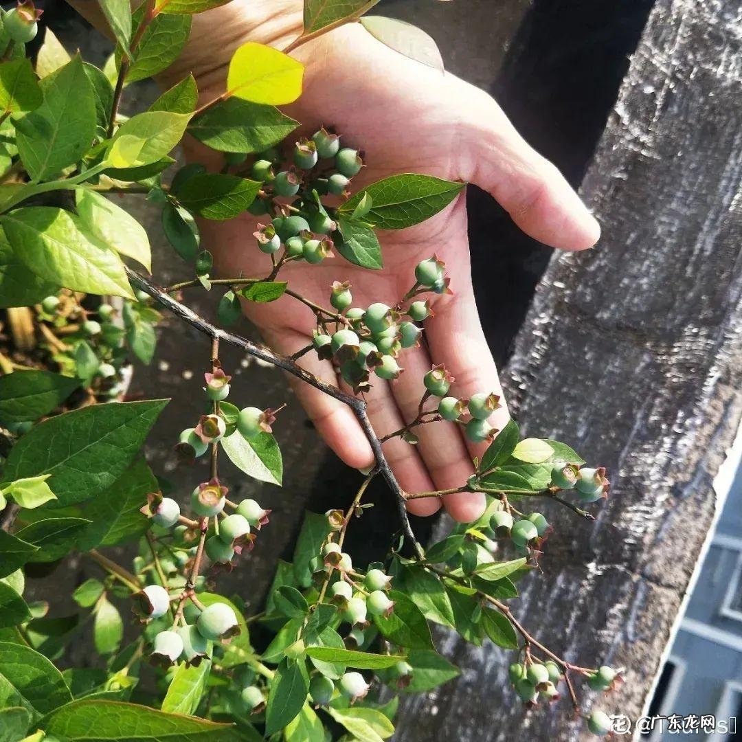 家里种棵果树风水特好 家里阳台种蓝莓破坏风水