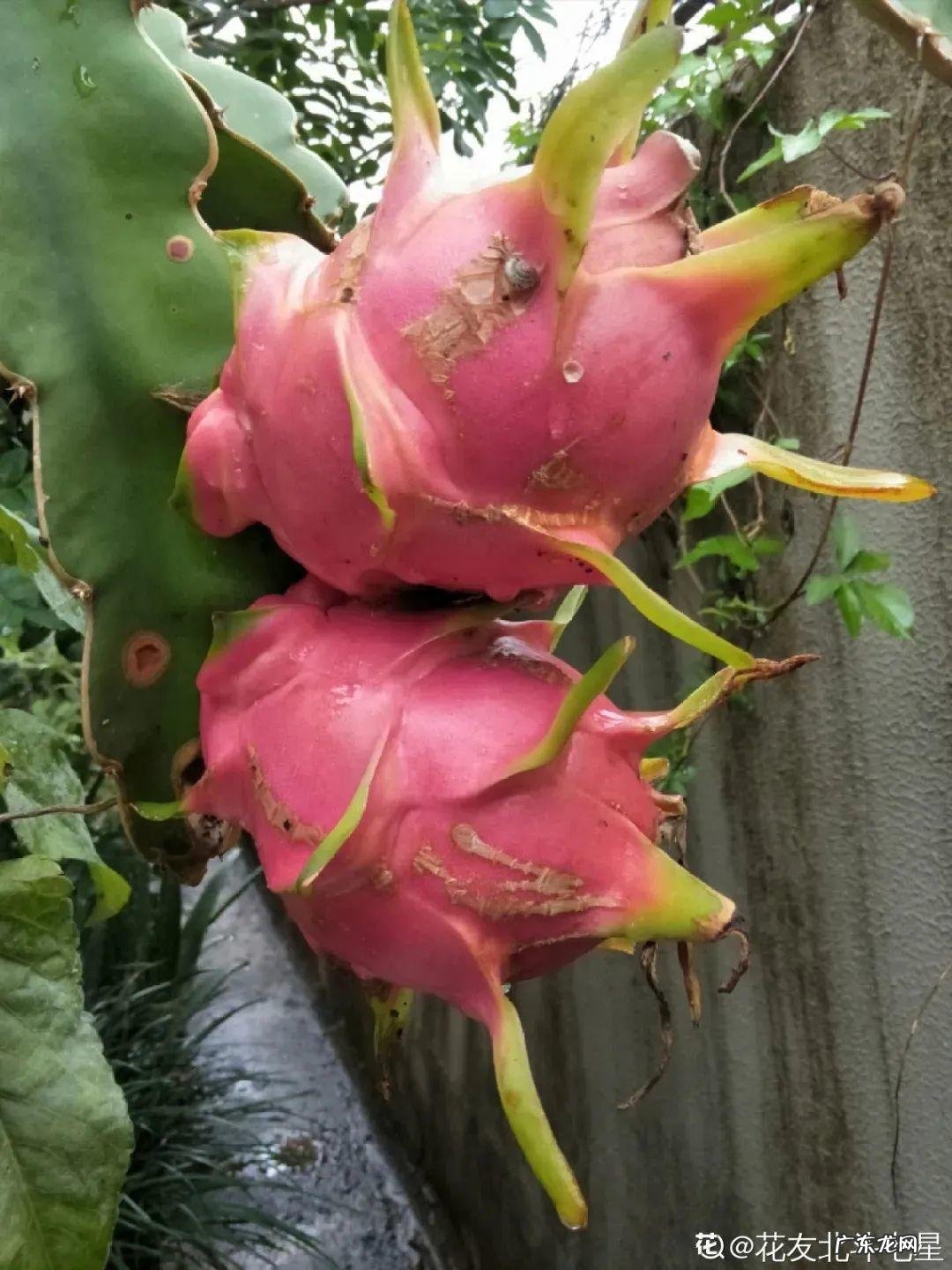 家里种棵果树风水特好 家里阳台种蓝莓破坏风水