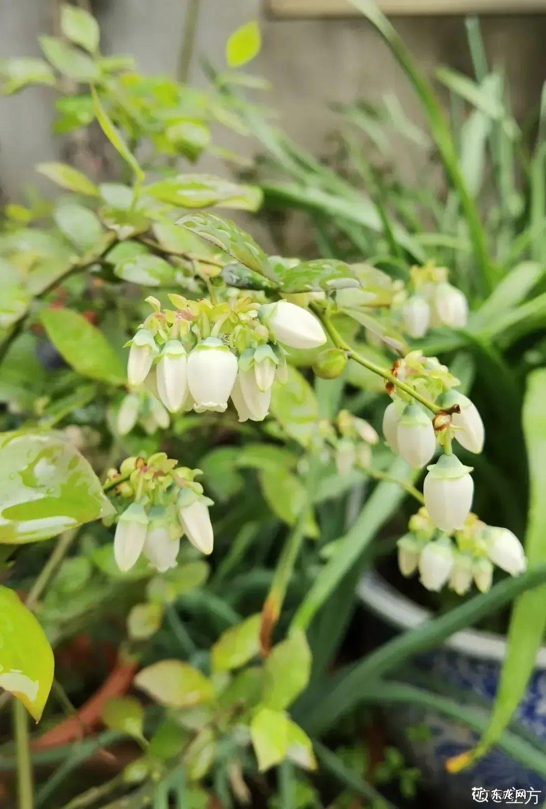 家里种棵果树风水特好 家里阳台种蓝莓破坏风水