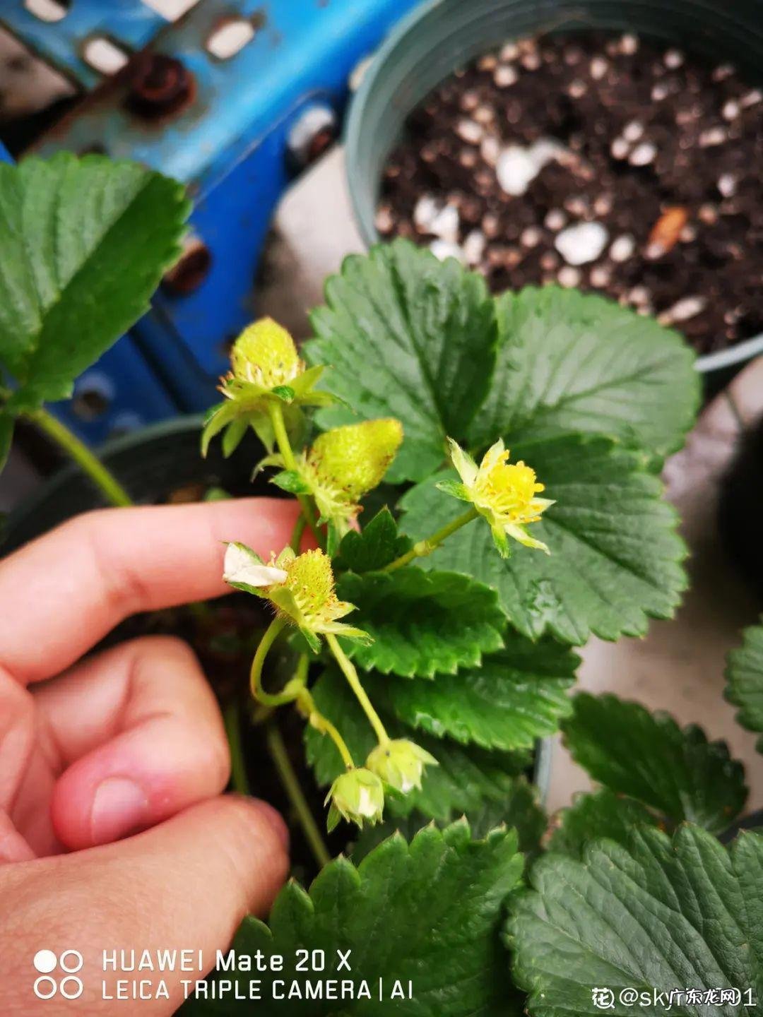 家里种棵果树风水特好 家里阳台种蓝莓破坏风水