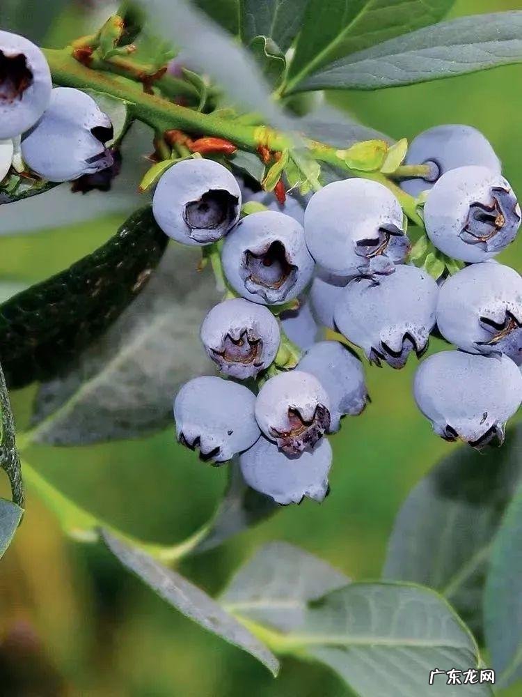 家里种棵果树风水特好 家里阳台种蓝莓破坏风水