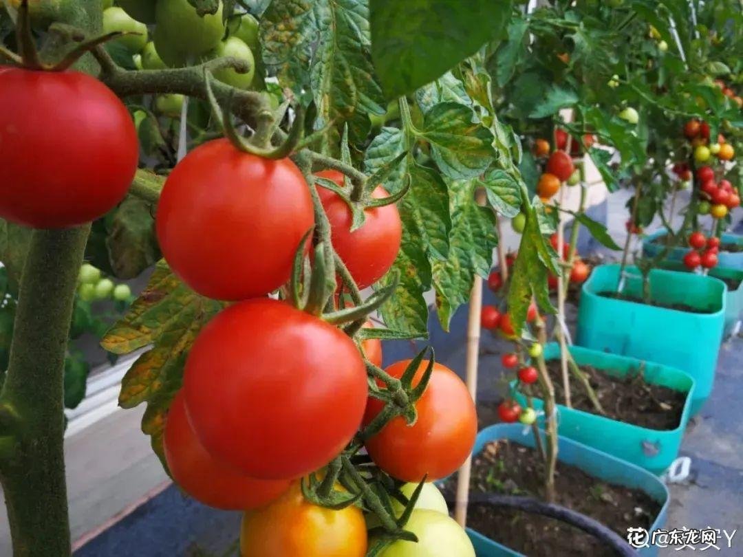 家里种棵果树风水特好 家里阳台种蓝莓破坏风水