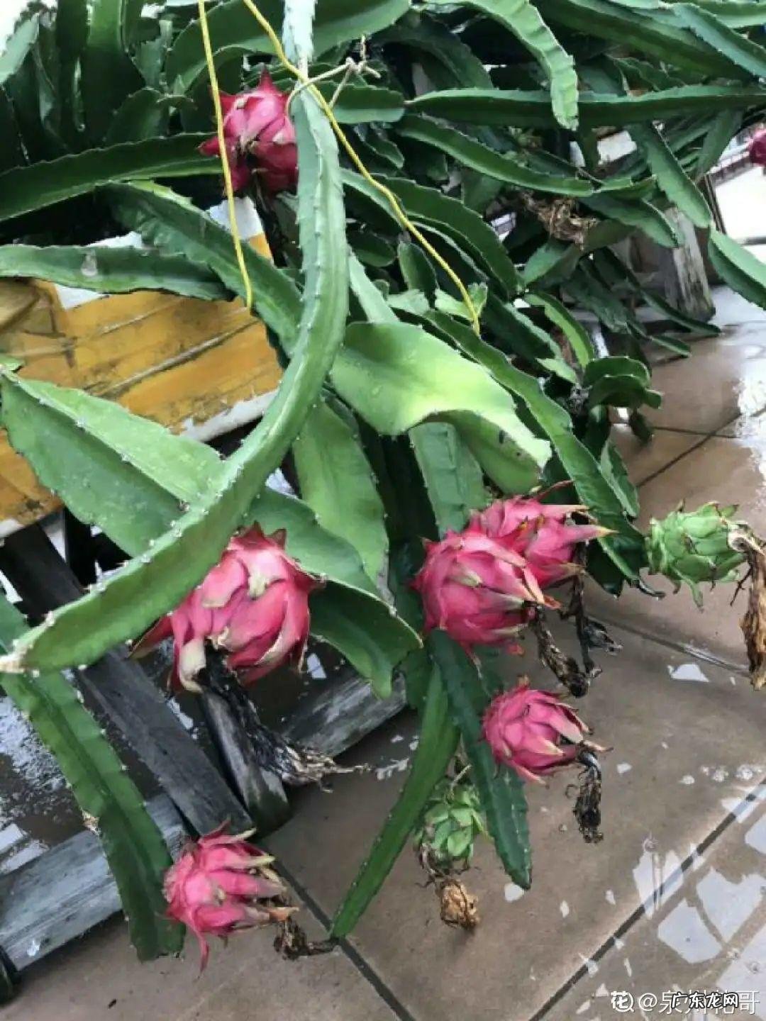 家里种棵果树风水特好 家里阳台种蓝莓破坏风水