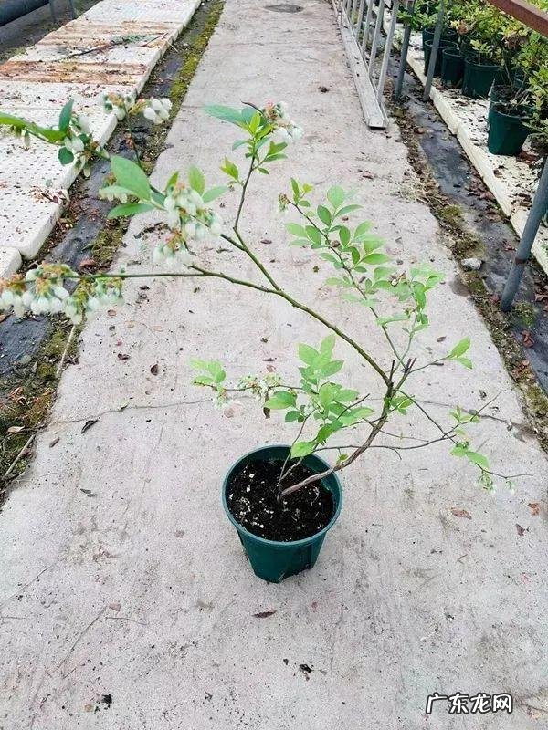 家里种棵果树风水特好 家里阳台种蓝莓破坏风水