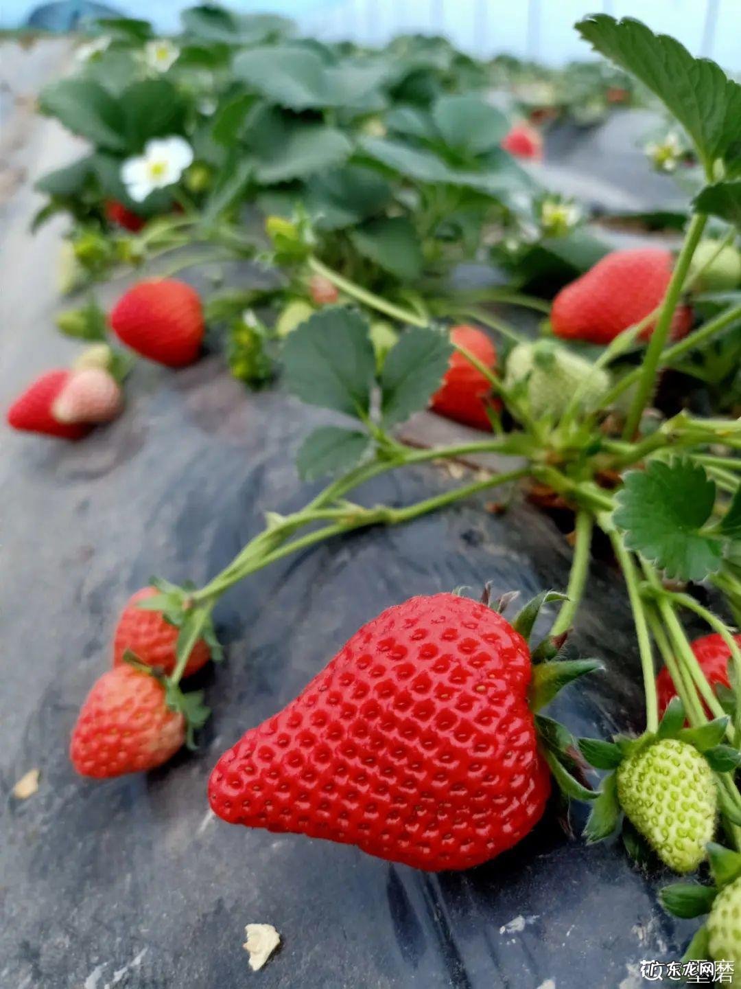 家里种棵果树风水特好 家里阳台种蓝莓破坏风水