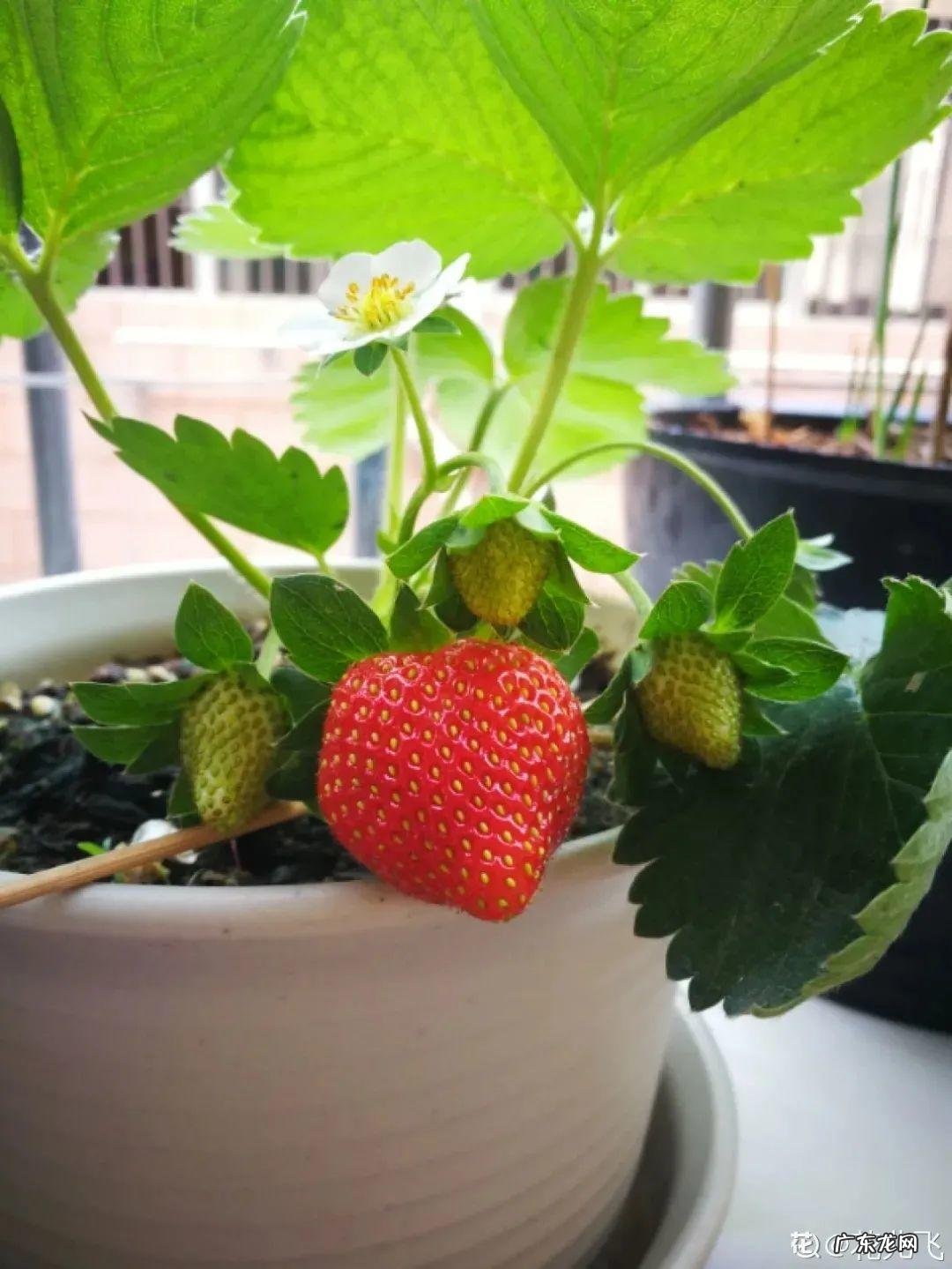 家里种棵果树风水特好 家里阳台种蓝莓破坏风水