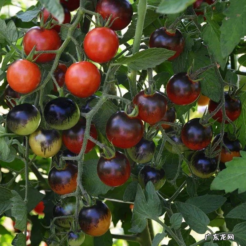 家里种棵果树风水特好 家里阳台种蓝莓破坏风水