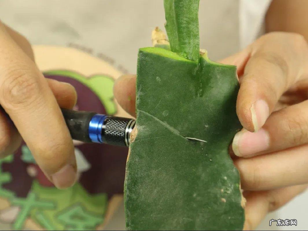 家里种棵果树风水特好 家里阳台种蓝莓破坏风水