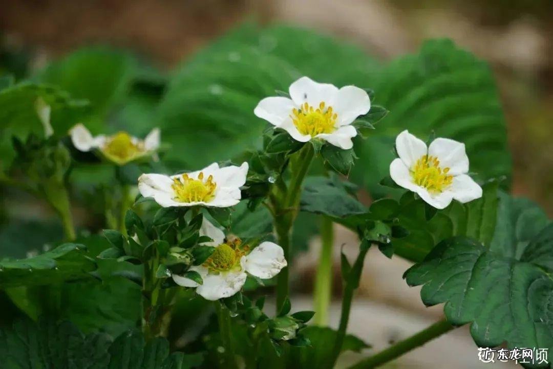 家里种棵果树风水特好 家里阳台种蓝莓破坏风水