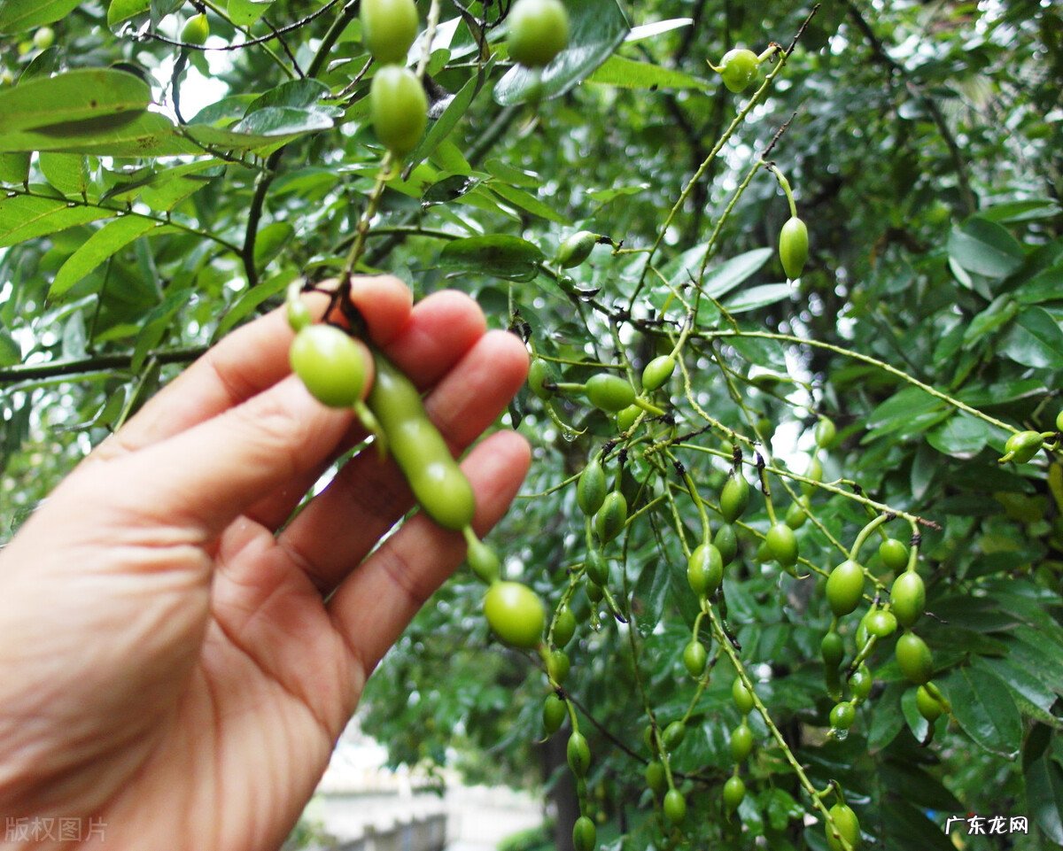 农村俗语“五树进阳宅 阳宅门口种松柏树风水