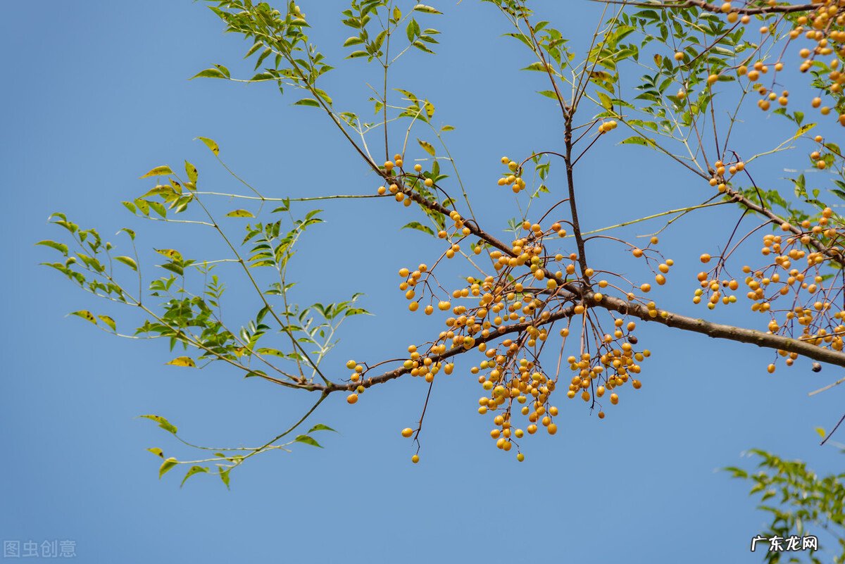农村俗语“五树进阳宅 阳宅门口种松柏树风水