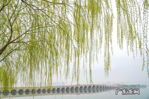 农村俗语“五树进阳宅 阳宅门口种松柏树风水