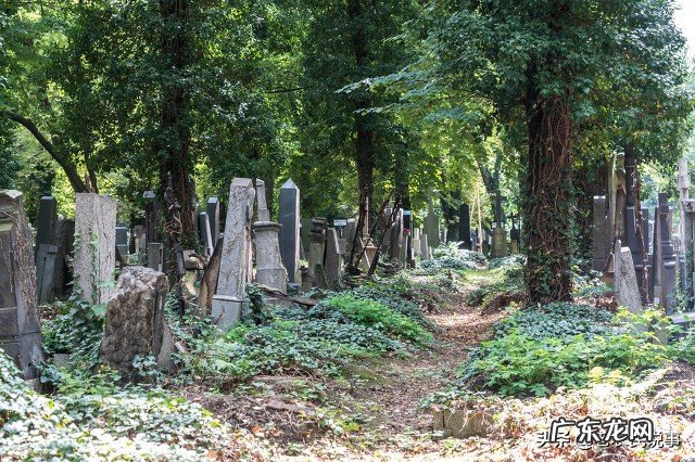 俗语“一怕门前种三树 猫上房顶看风水