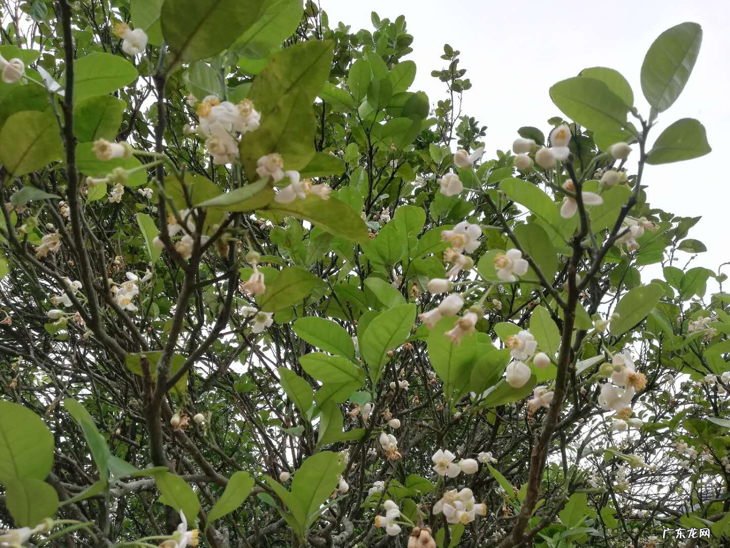 房屋风水“大门对大门 家里正对大门风水