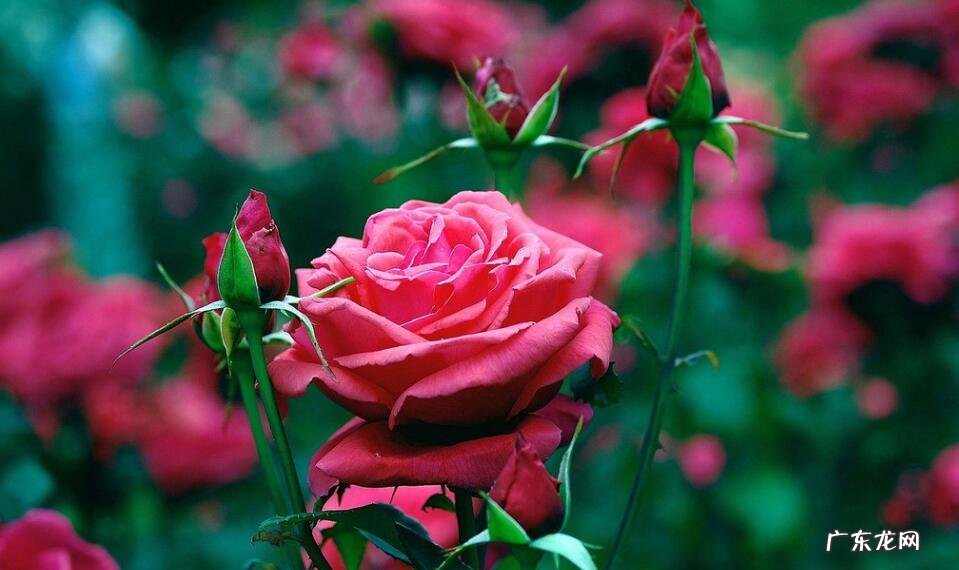 家居蔷薇风水家居蔷薇有什么风水作用 家里阳台种蔷薇影响风水吗