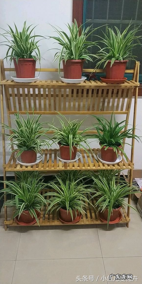 阳台种哪些植物比较好 风水家里阳台适合种植什么花草