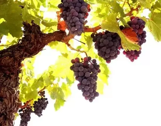 农村院子风水图解 农村小院风水大全