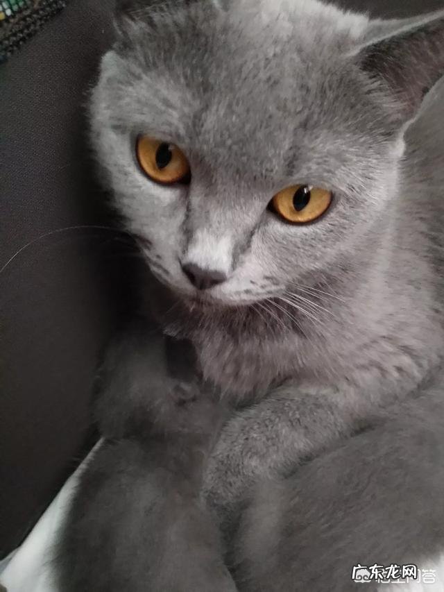 猫吃什么肉比较有营养?