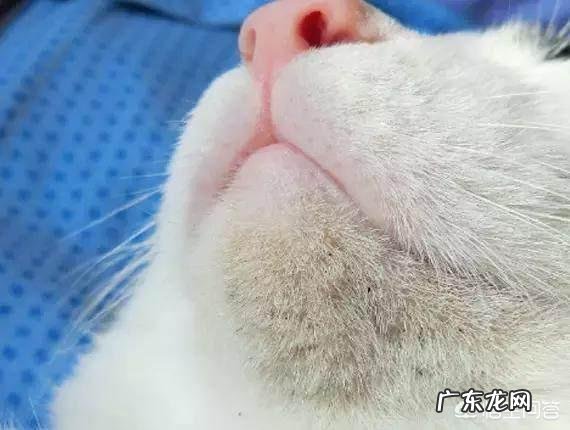 猫吃什么肉比较有营养？