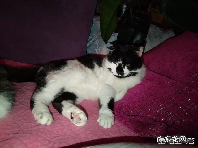 猫吃什么肉比较有营养?